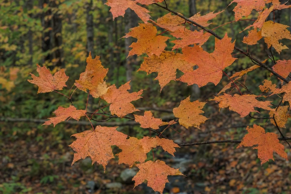 types of leaves featured image
