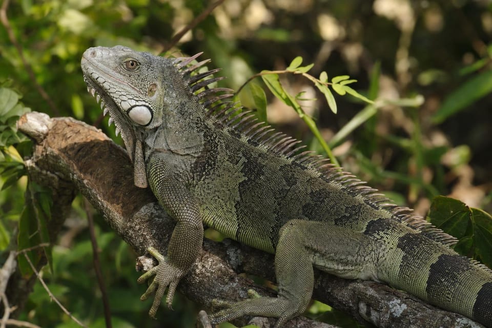 TYpes of Lizards Featured Image