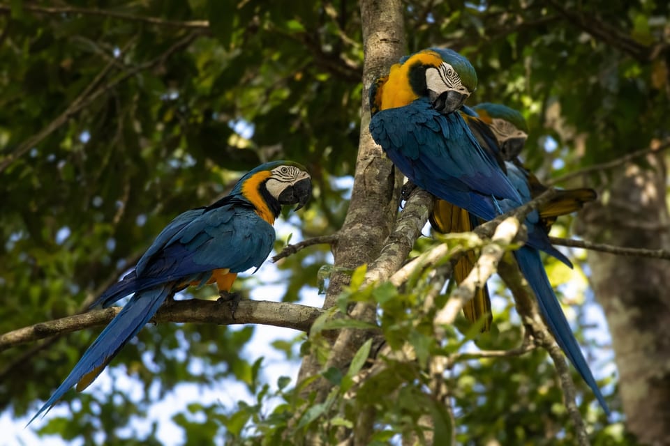 types of macaws featured image