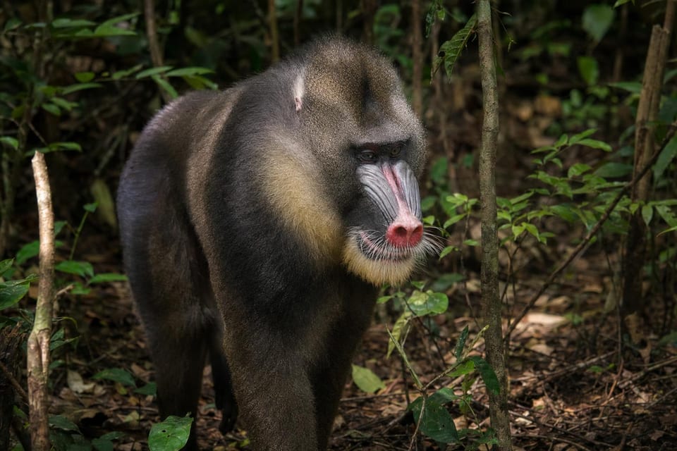 Types of monkeys featured image