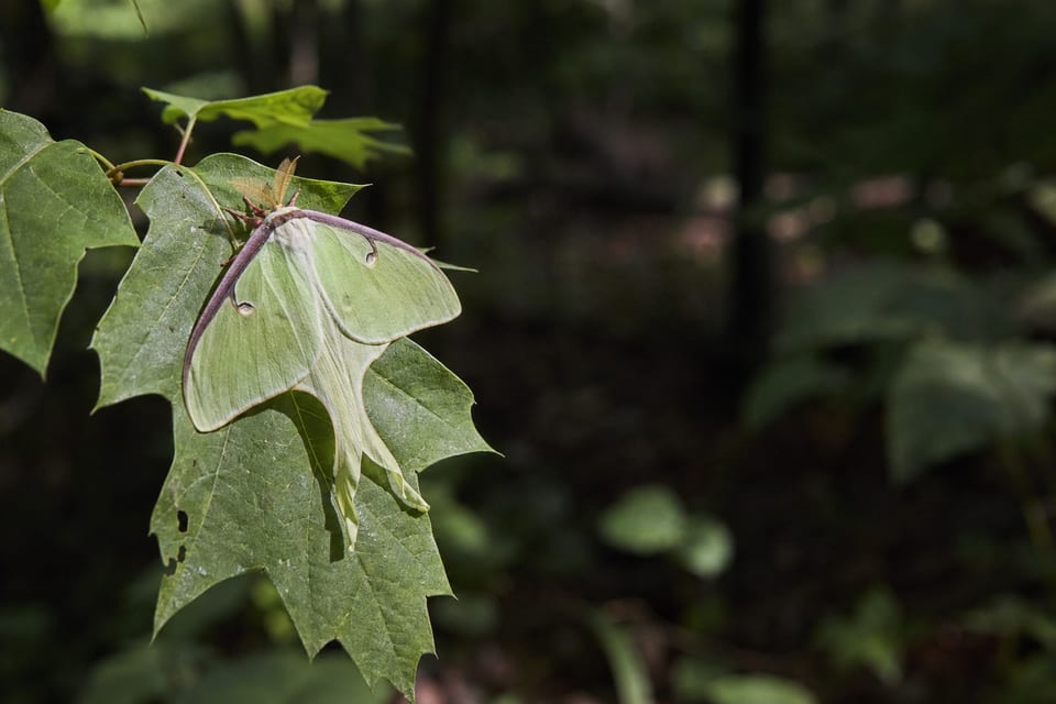 types of moths featured image