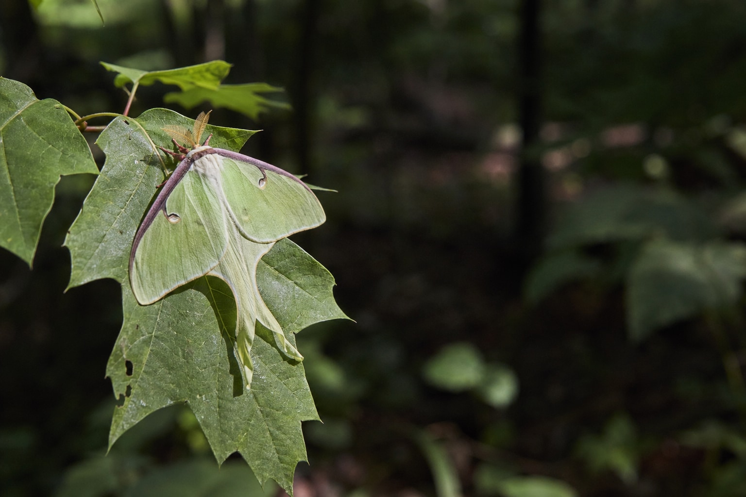 types of moths featured image