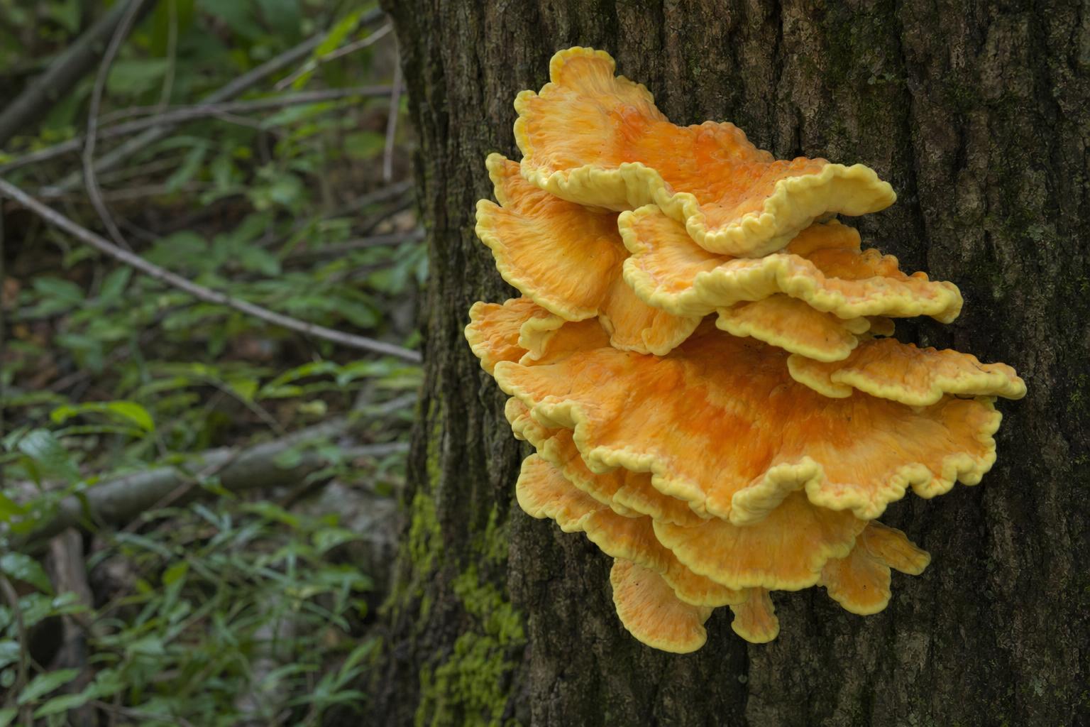 Types of mushrooms featured image