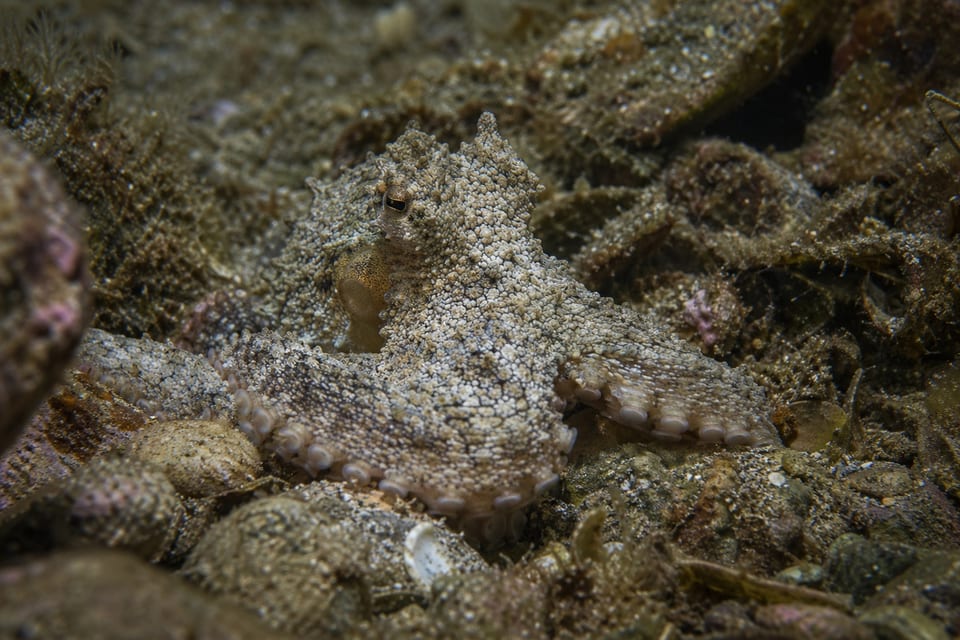 22 Incredible Types of Octopus (Names, Photos & Interesting Facts)