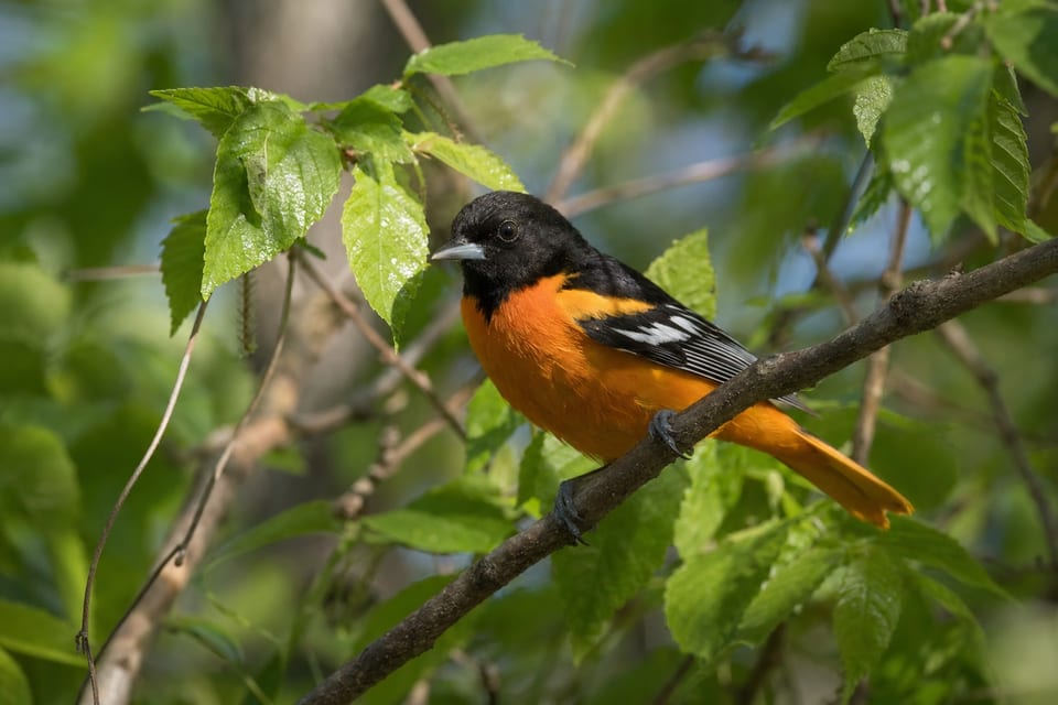 Types of orioles featured image