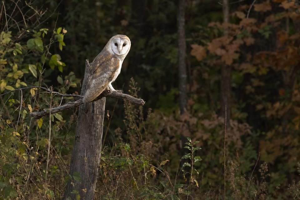 types of owls featured image