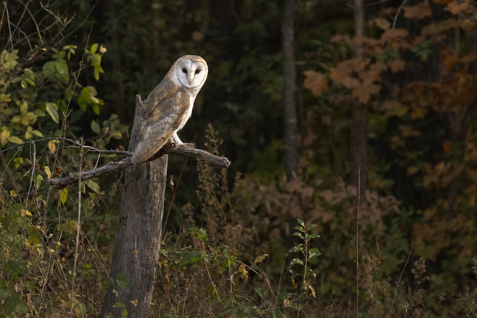 types of owls featured image