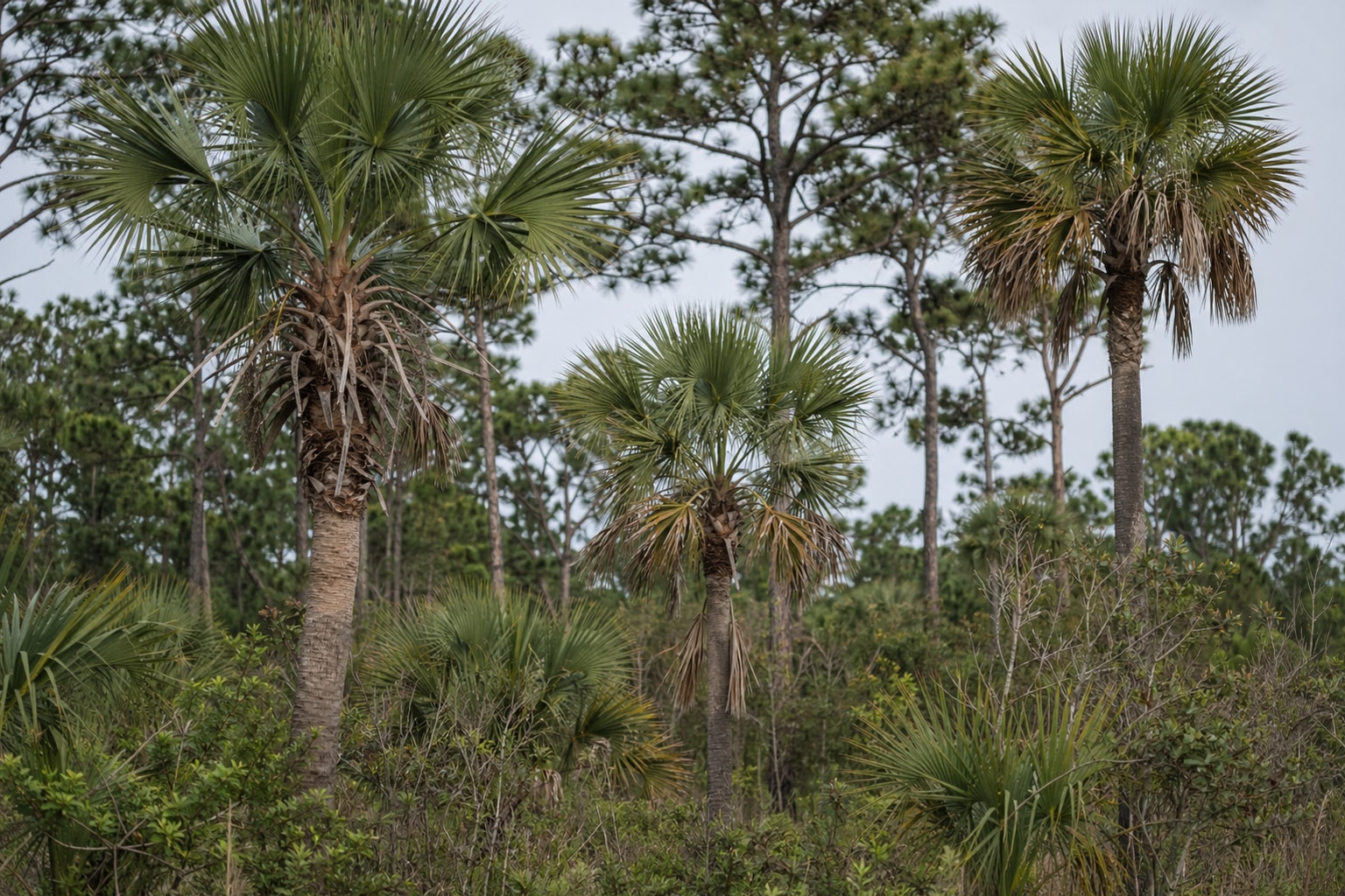 types of palm trees featured photo