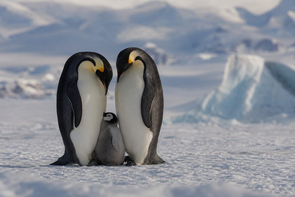 Types of penguins cover