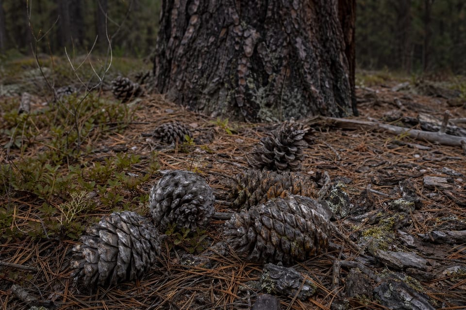 types of pine cones featured image