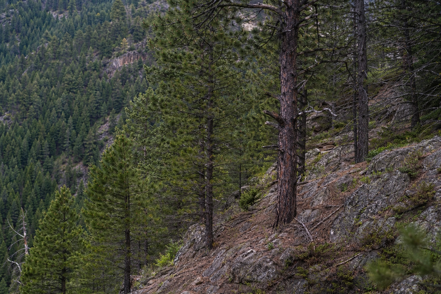 Pine Trees on mountain