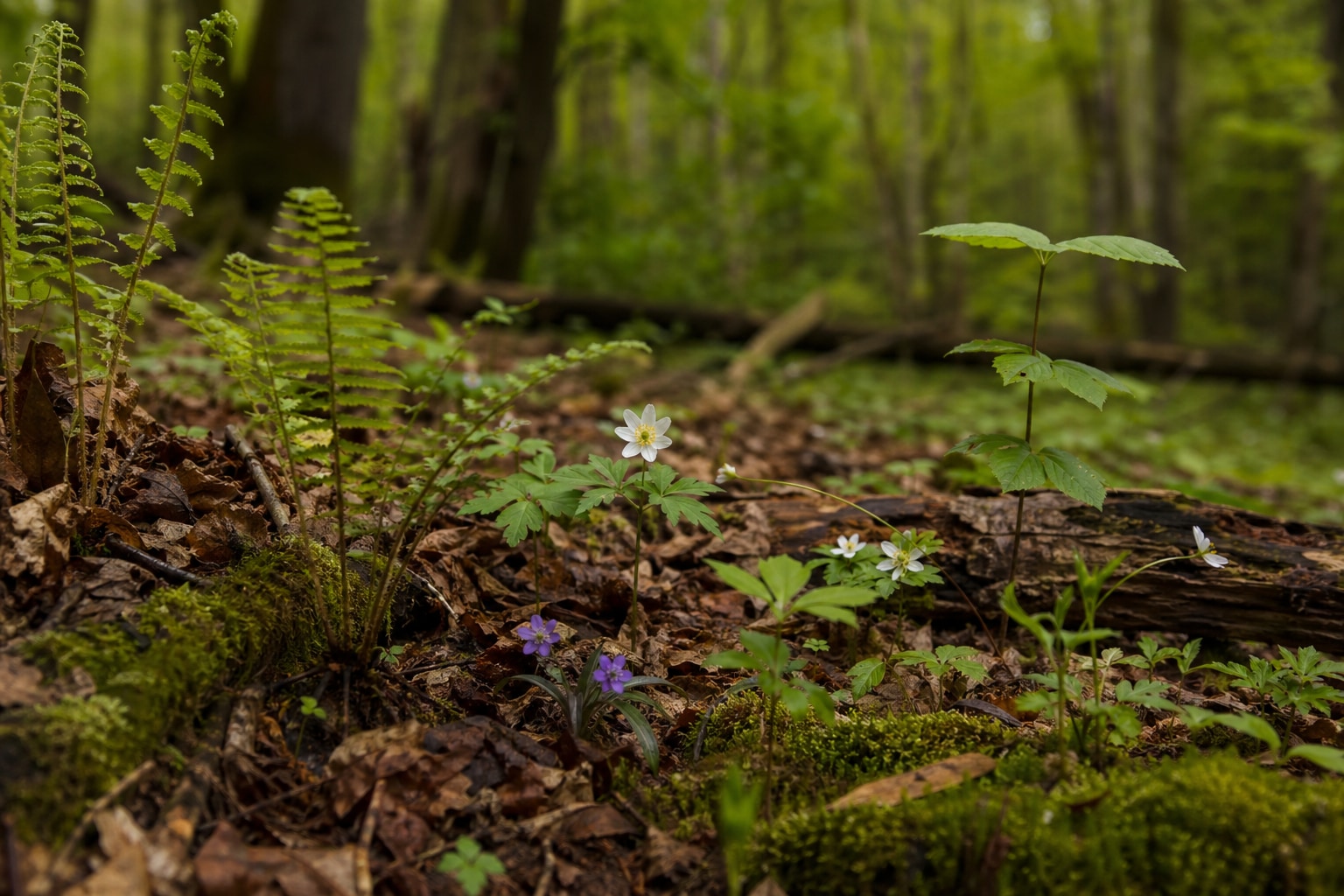 Types of plants featured photo