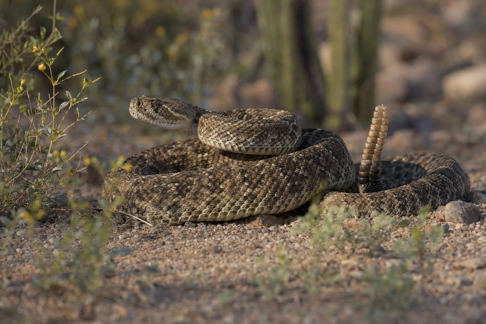 Types of rattlesnakes featured image