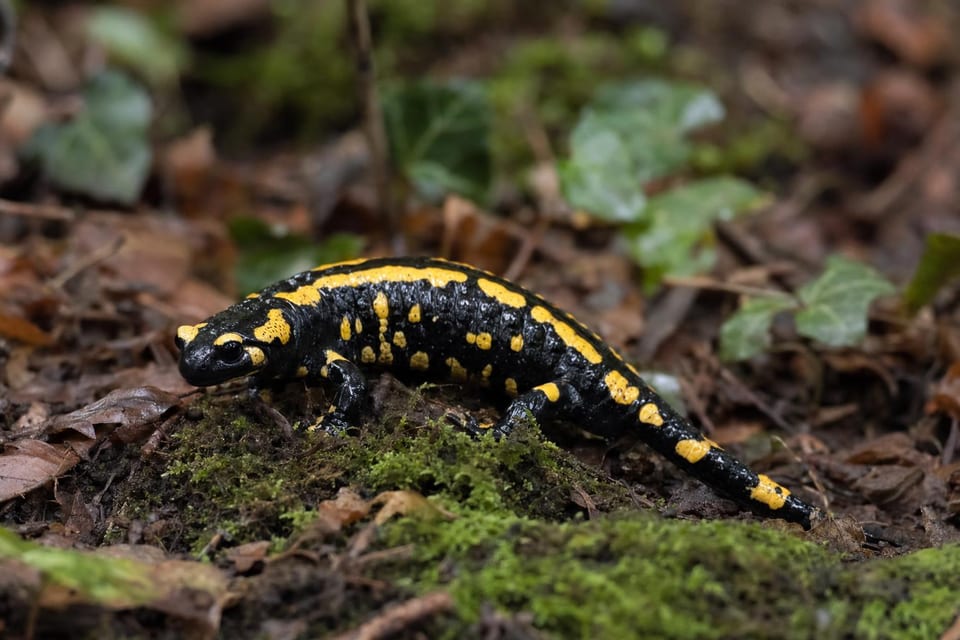 Types of salamanders featured photo