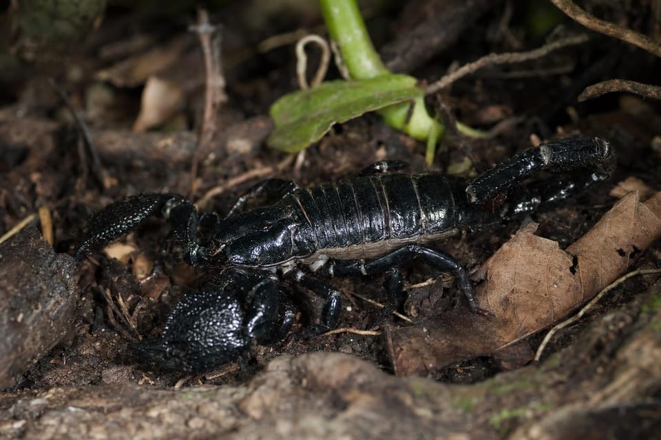 types of scorpions featured image