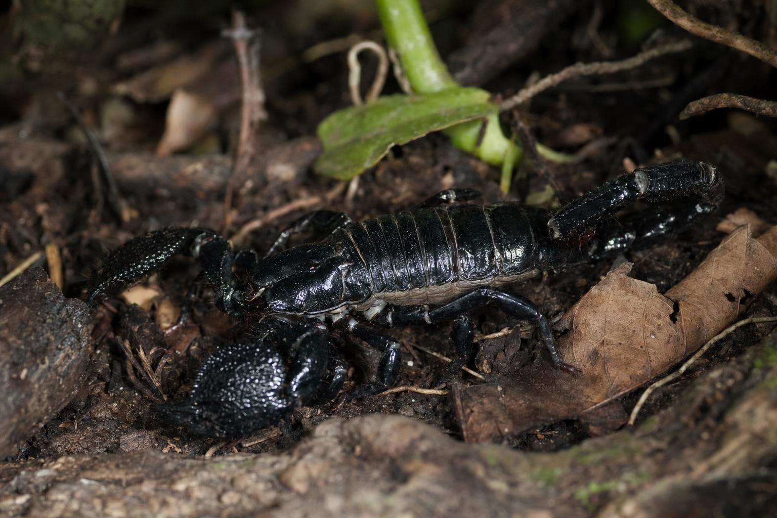 types of scorpions featured image