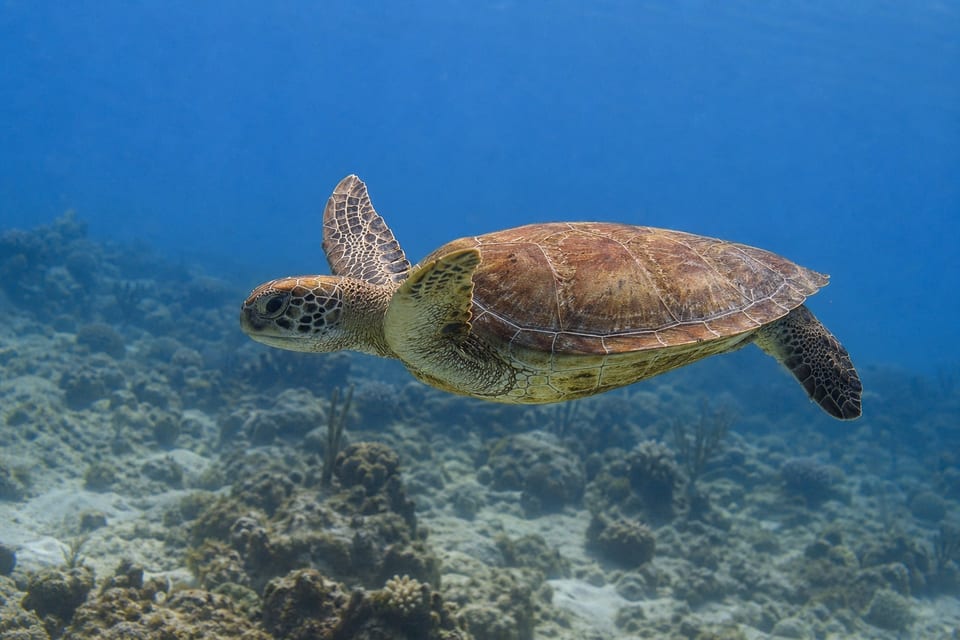 Types of sea turtles featured image