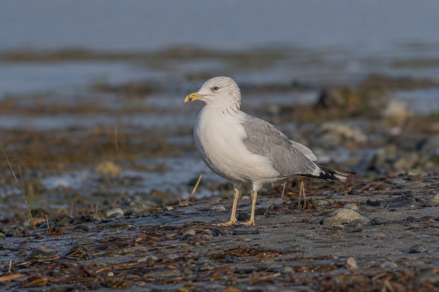 types of seagulls featured image