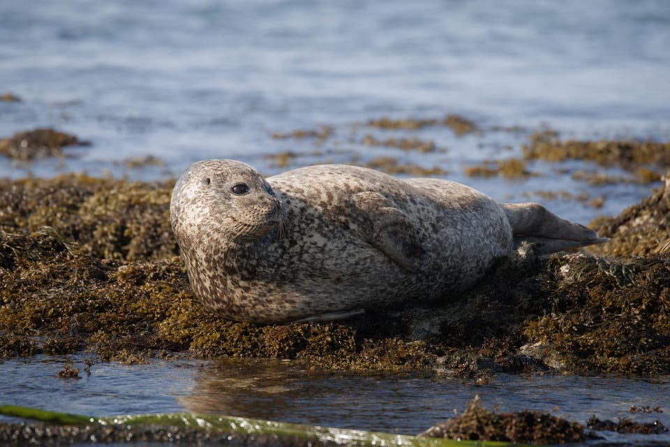 Types of seals featured image
