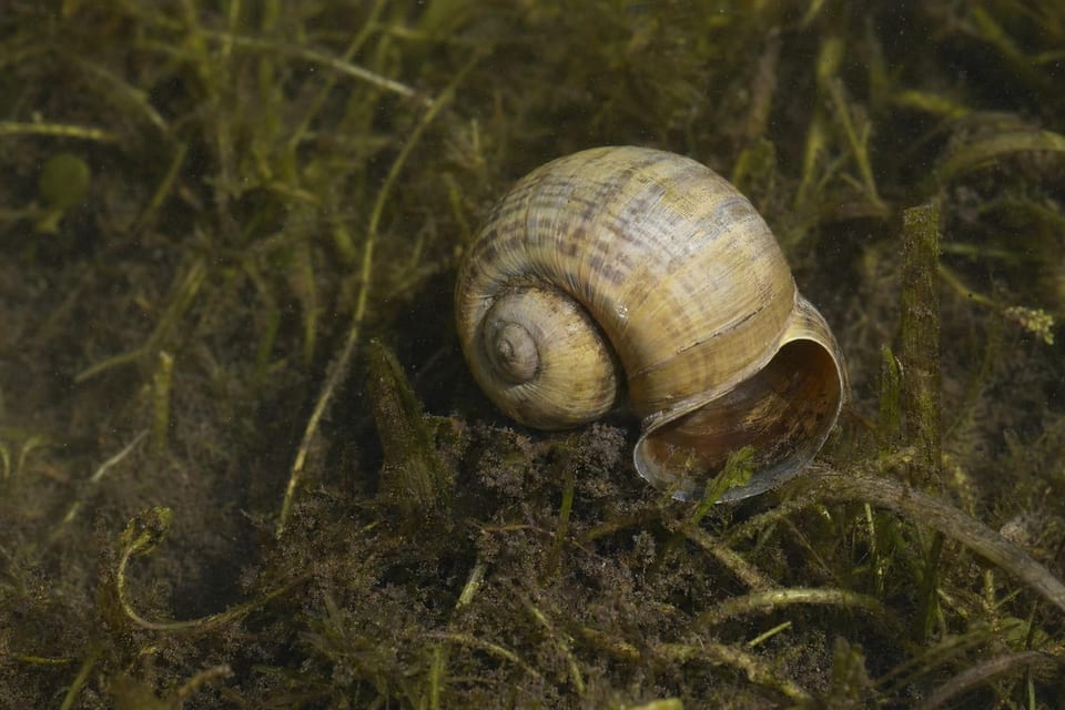 types of snails featured image