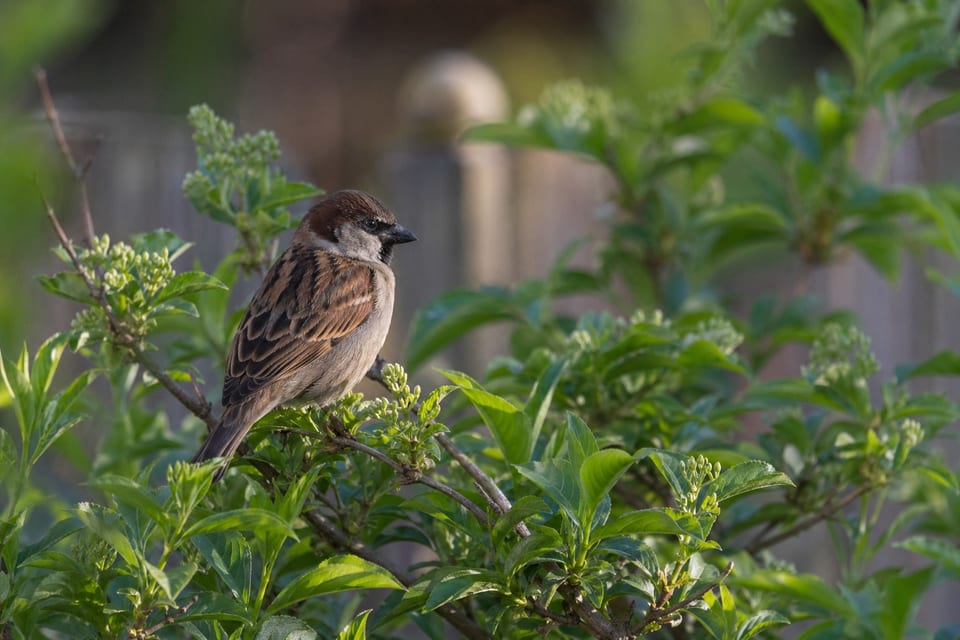 Types of sparrows featured photo