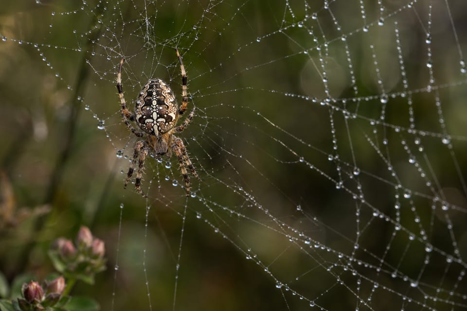 Types of Spiders featured photo