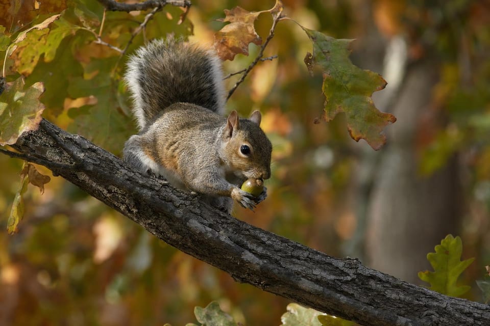 Types of squirrel featured photo