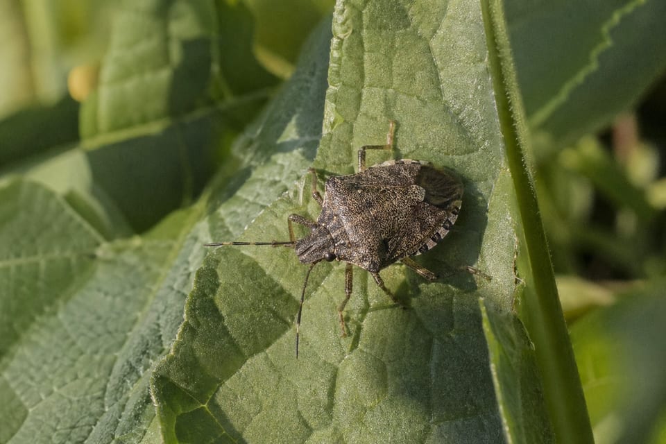 Types of stink bugs featured image