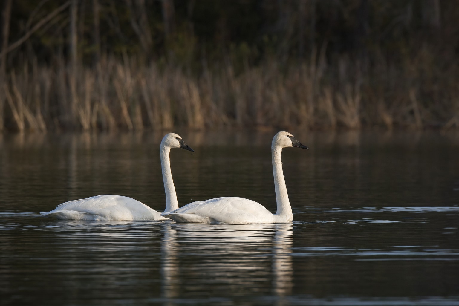 types of swans featured image