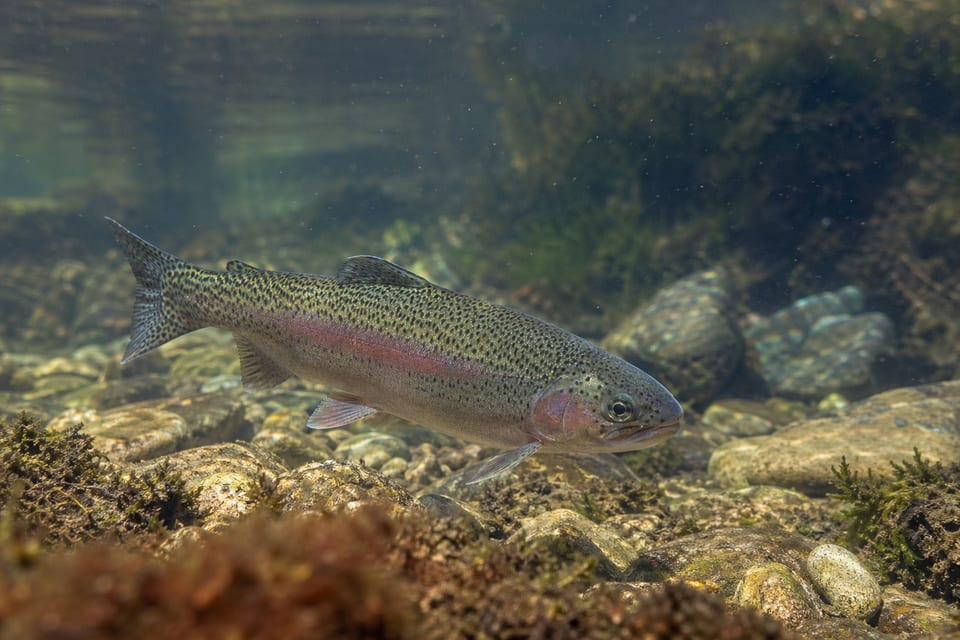 Types of trout featured image