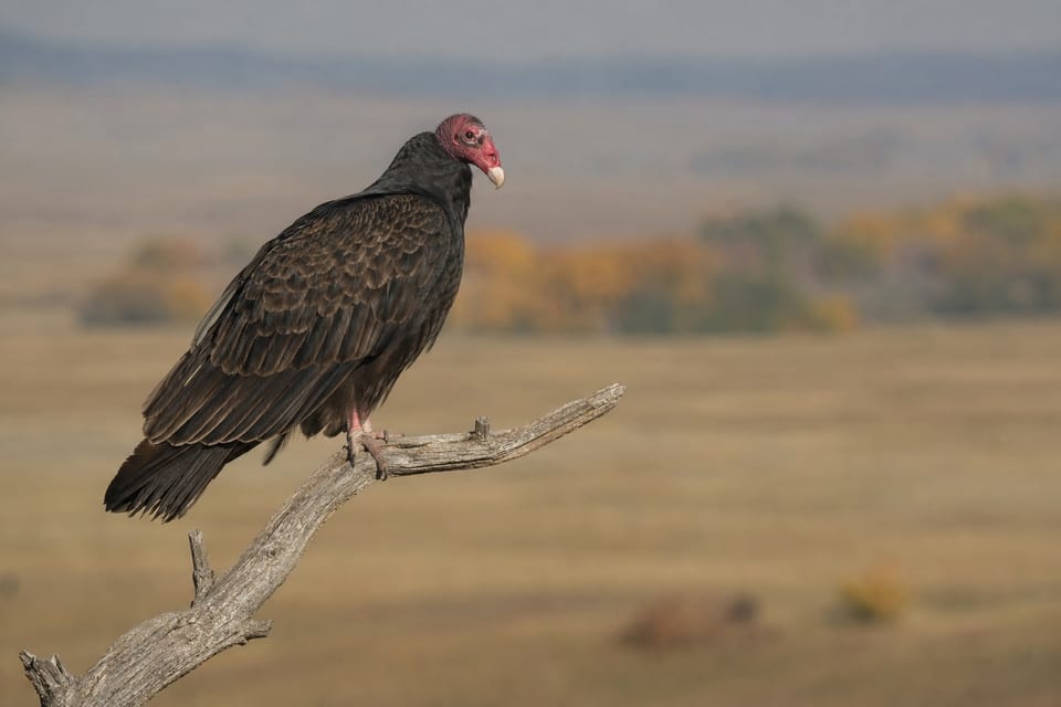Types of vultures featured image