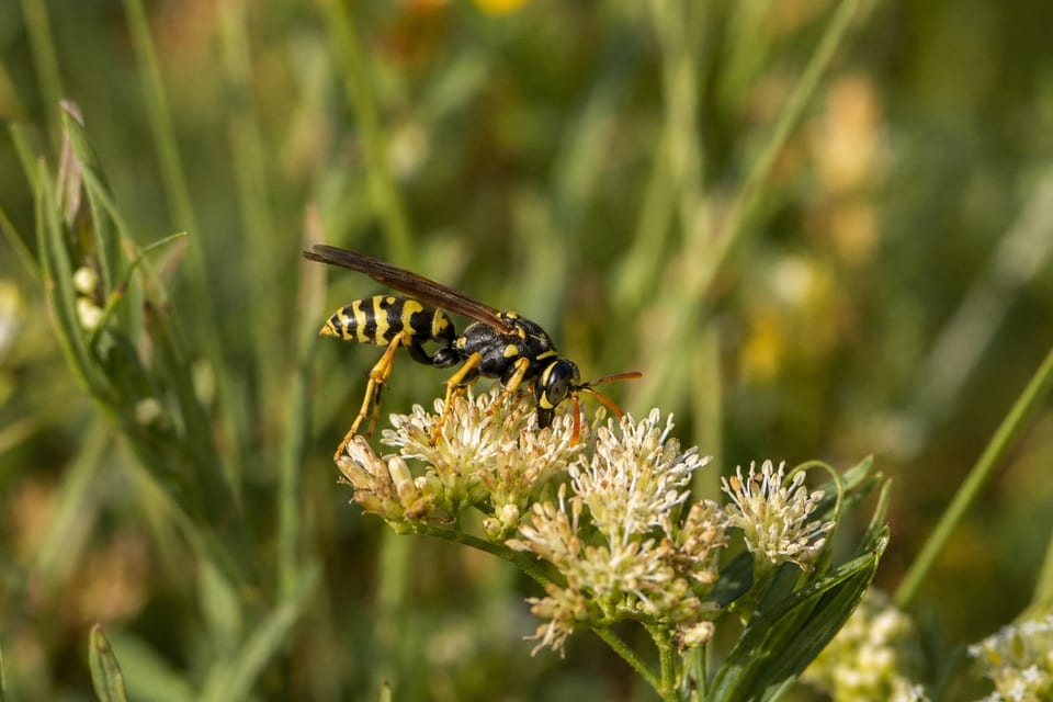 Types of wasps featured image