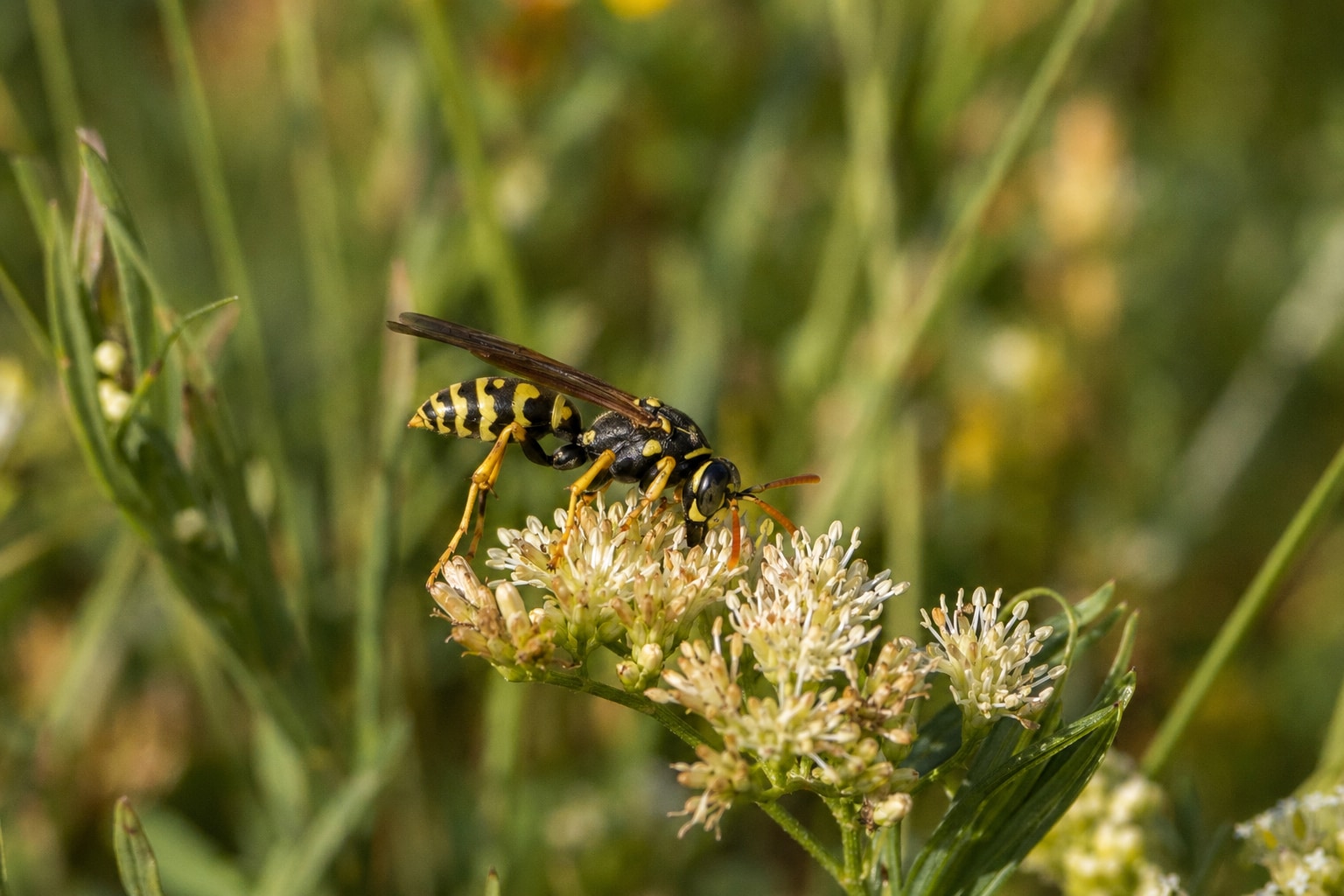 Types of wasps featured image