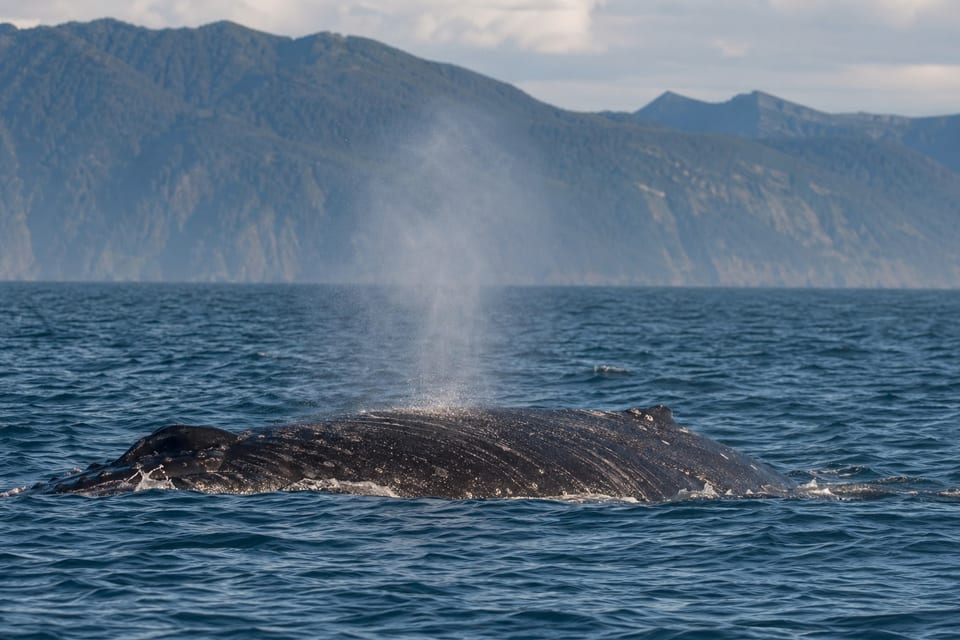 Types of whales cover photo