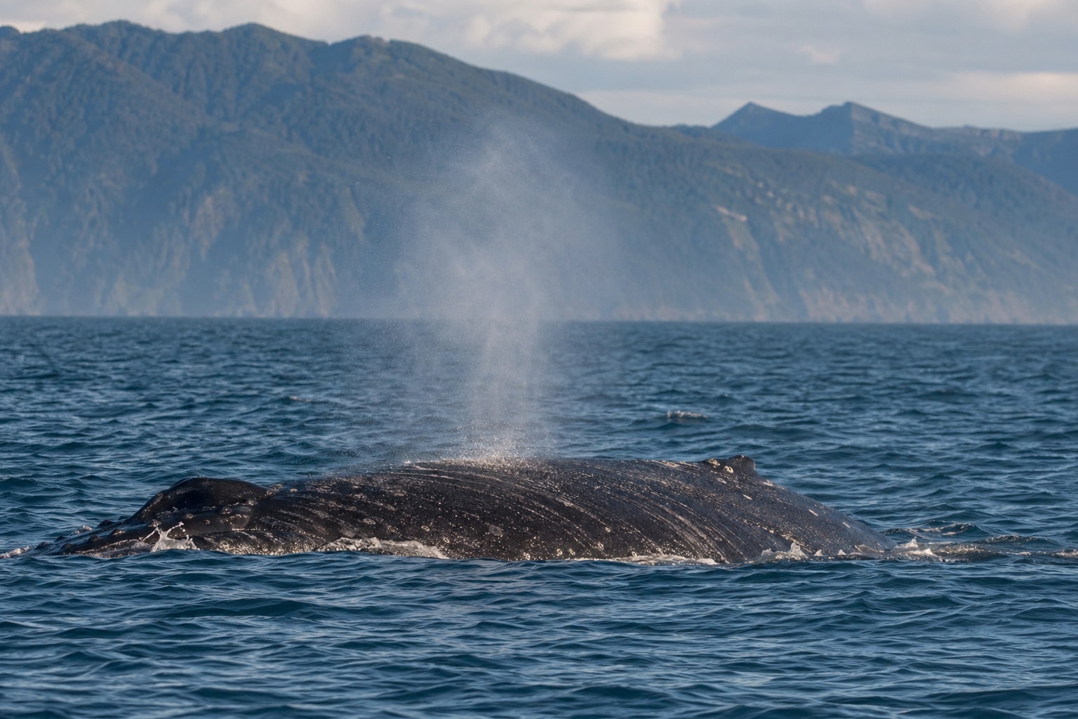 Types of whales cover photo