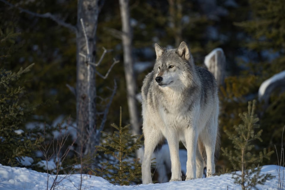 Types of wolves featured image