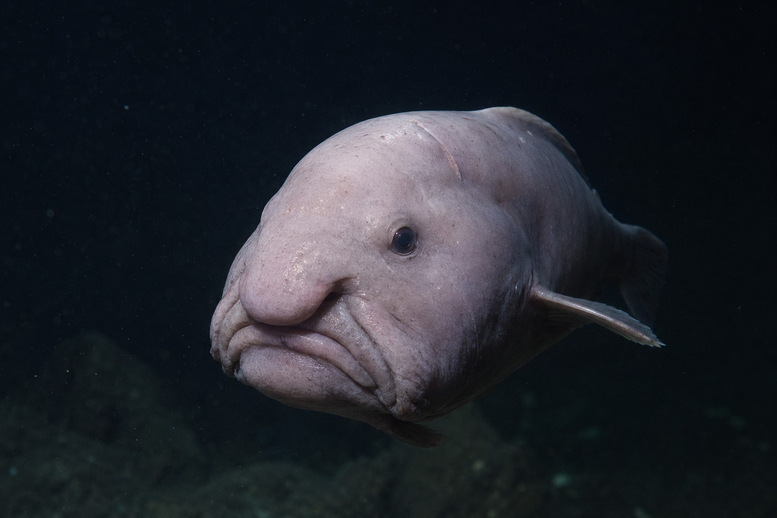 Ugly animals featured image