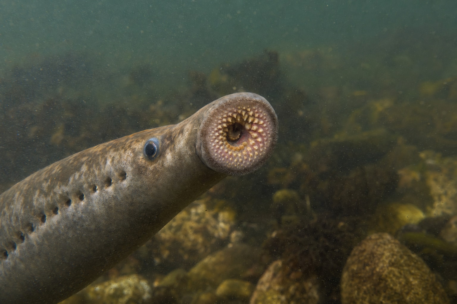 Ugly fish featured image