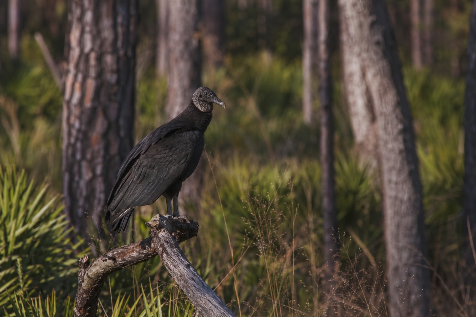 Vultures in Florida featured image