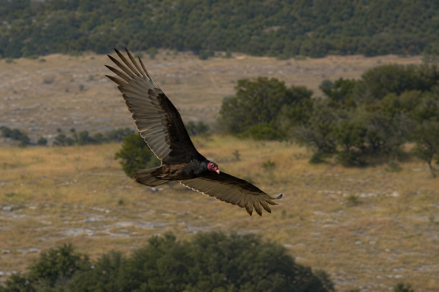 vultures in Texas featured image