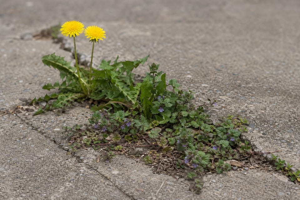 what are weeds featured image