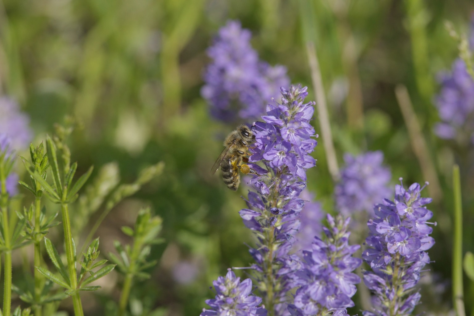 what do bees eat featured image