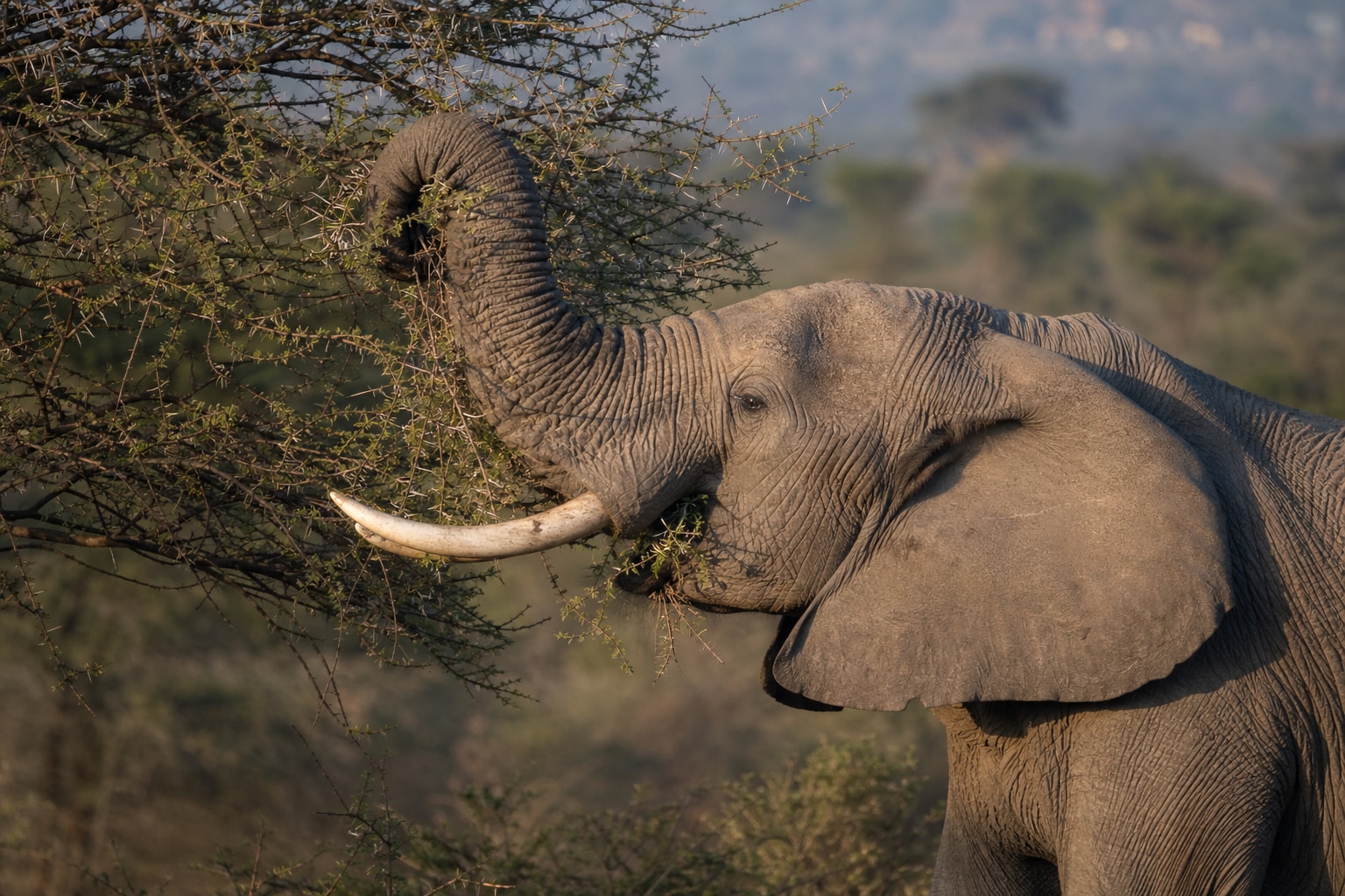 What do elephants eat featured image