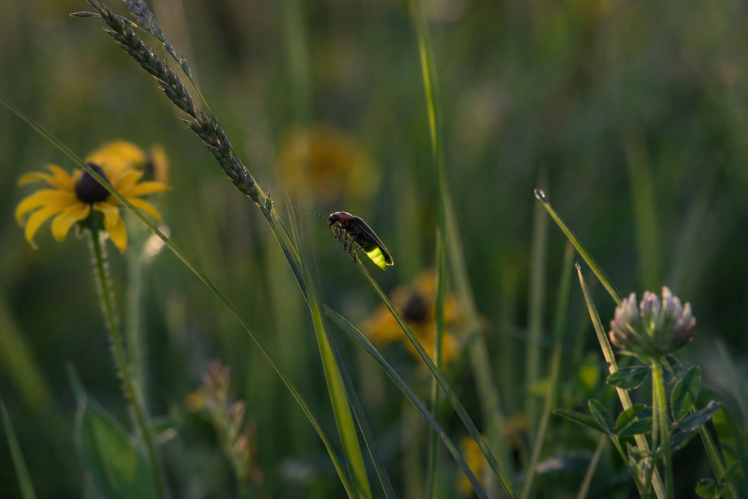 what do fireflies eat featured image