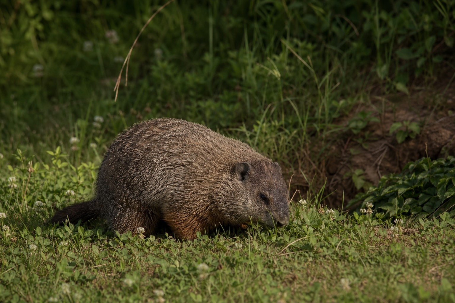 What do groundhogs eat featured photo