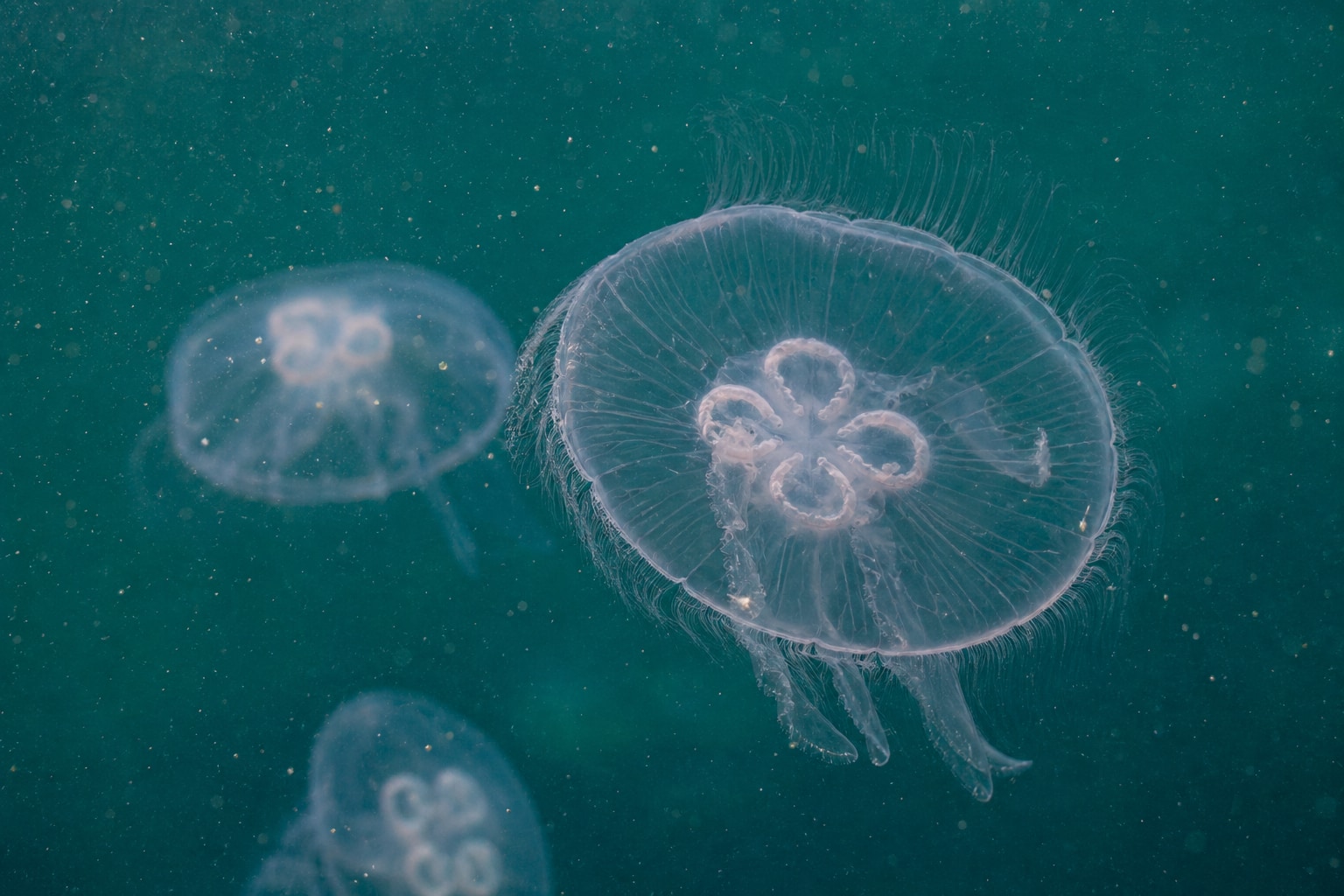 what do jellyfish eat featured photo