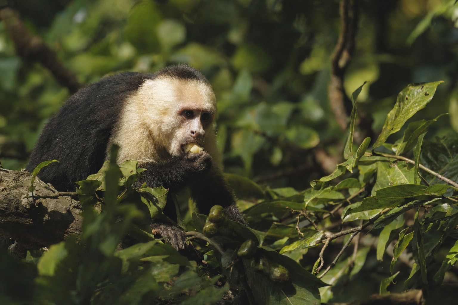 what do monkeys eat featured image