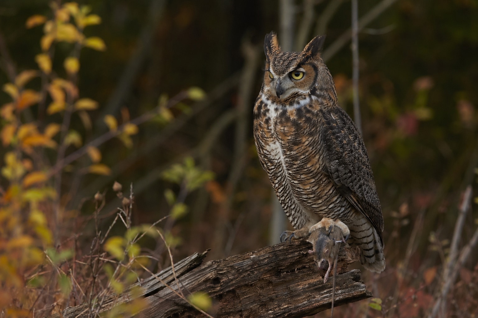 What do owls eat featured image