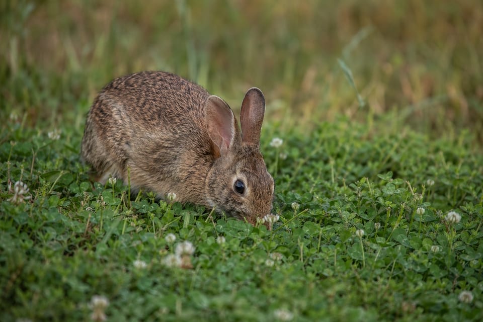 what do wild rabbits eat