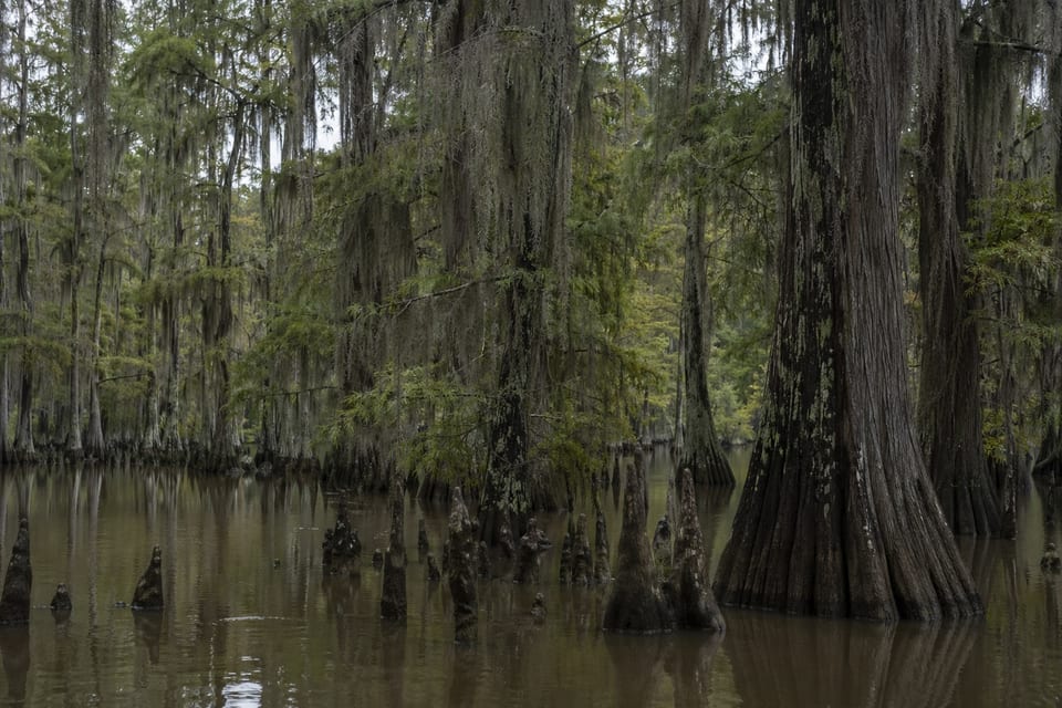 what is a bayou featured image